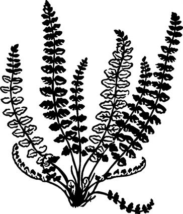 Fern01