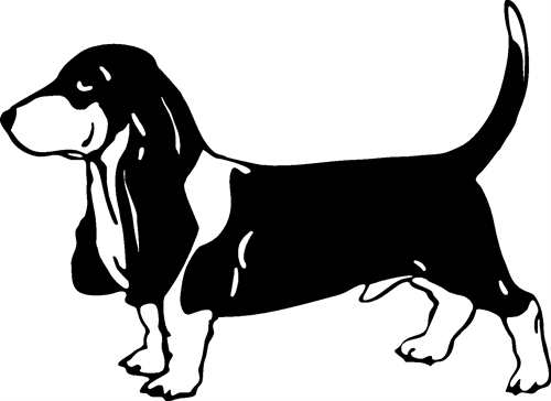 Basset Hound02